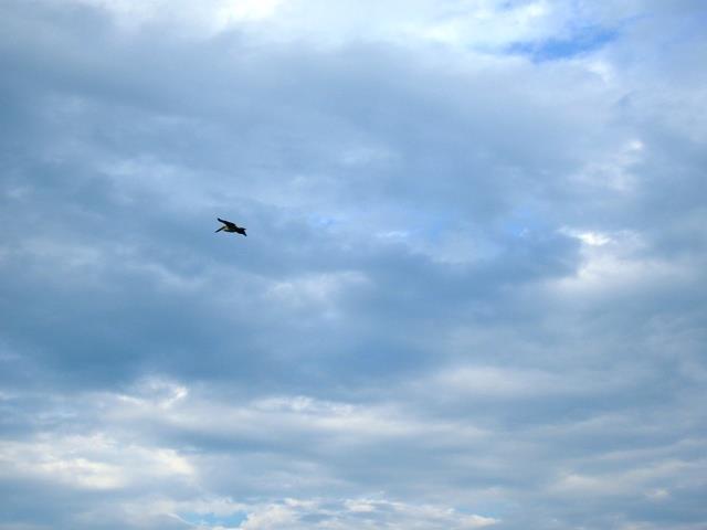 Doar ... NATURA  - 2 - gedc0294.JPG